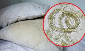 Kiedy zmienić pościel po odrobaczaniu, aby uniknąć reinfekcji?