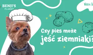 Czy psy mogą jeść gotowane ziemniaki? Sprawdź, co musisz wiedzieć