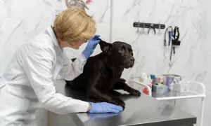 Weterynarz w białym fartuchu bada ucho ciemnobrązowego psa na stole w gabinecie.