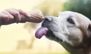 Czy pies może jeść lody? Bezpieczne opcje i pułapki zdrowotne