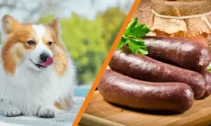 Czy pies może jeść kaszankę? Sprawdź, co może mu zaszkodzić