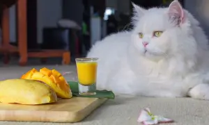 Czy koty mogą jeść mango? Dowiedz się, co musisz wiedzieć!