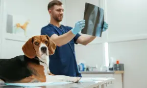 Weterynarz w rękawiczkach ogląda zdjęcie RTG psa leżącego na stole.
