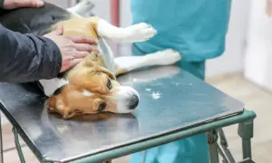 Co weterynarz robi z uśpionym psem? Ważne kroki po euthanasji