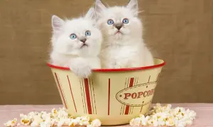 Czy koty mogą jeść popcorn? Dowiedz się, co jest niebezpieczne dla kota