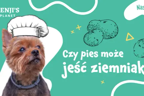 Czy psy mogą jeść gotowane ziemniaki? Sprawdź, co musisz wiedzieć