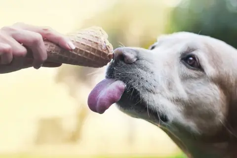 Czy pies może jeść lody? Bezpieczne opcje i pułapki zdrowotne
