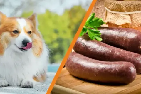 Czy pies może jeść kaszankę? Sprawdź, co może mu zaszkodzić