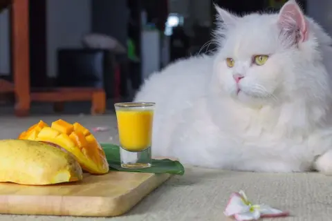 Czy koty mogą jeść mango? Dowiedz się, co musisz wiedzieć!