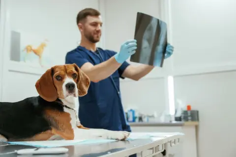 Weterynarz w rękawiczkach ogląda zdjęcie RTG psa leżącego na stole.