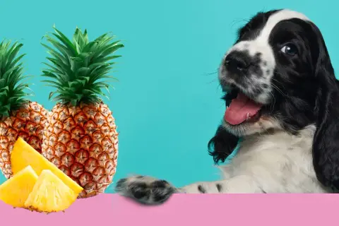 Czy pies może jeść ananasa z puszki? Sprawdź, co może mu zaszkodzić