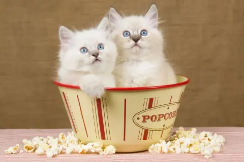 Czy koty mogą jeść popcorn? Dowiedz się, co jest niebezpieczne dla kota