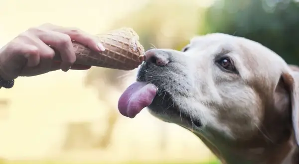 Czy pies może jeść lody? Bezpieczne opcje i pułapki zdrowotne