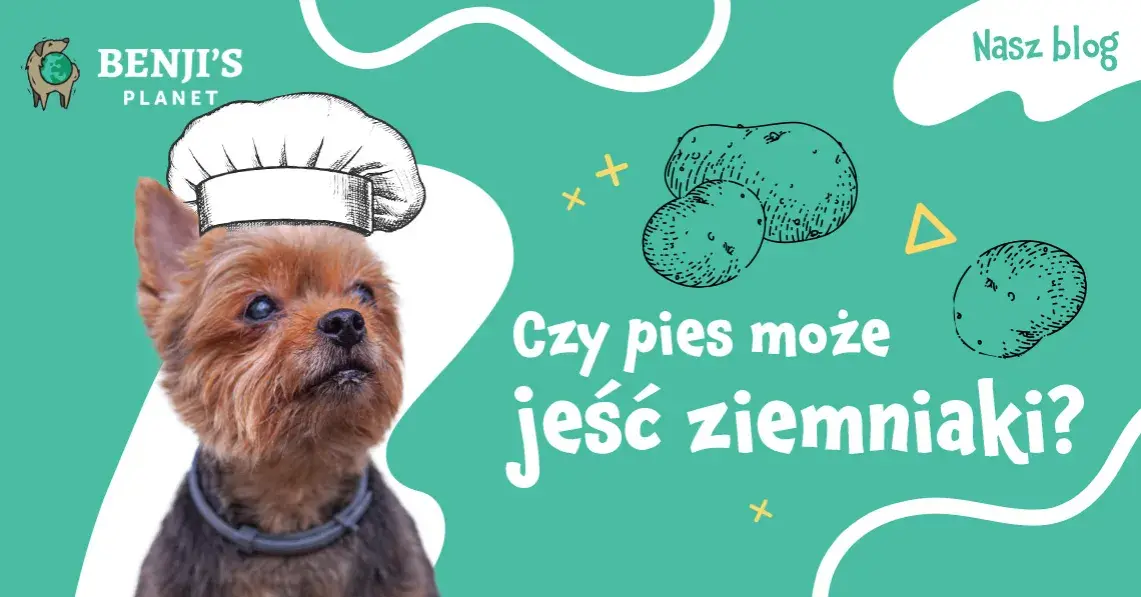 Czy psy mogą jeść gotowane ziemniaki? Sprawdź, co musisz wiedzieć