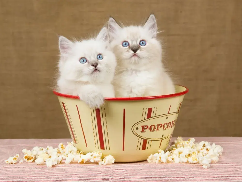 Czy koty mogą jeść popcorn? Dowiedz się, co jest niebezpieczne dla kota