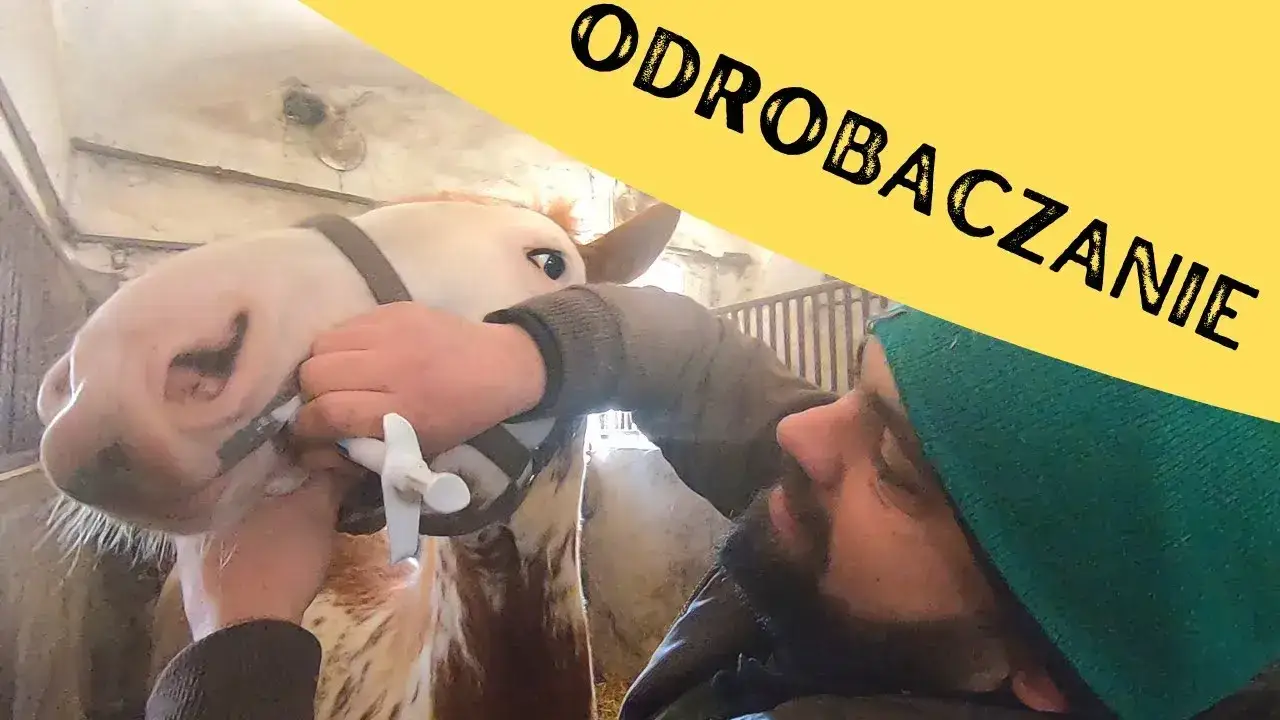 Zdjęcie Odrobaczanie konia przed czy po jedzeniu: co jest skuteczniejsze?