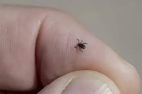 Zdjęcie Jak wygląda kleszcz? Poznaj jego cechy i jak się przed nim chronić