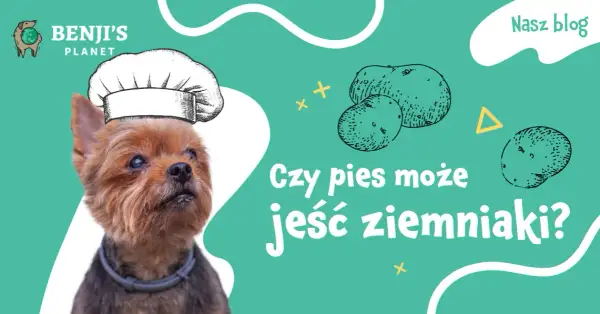 Czy psy mogą jeść gotowane ziemniaki? Sprawdź, co musisz wiedzieć