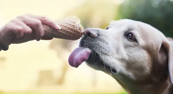 Czy pies może jeść lody? Bezpieczne opcje i pułapki zdrowotne