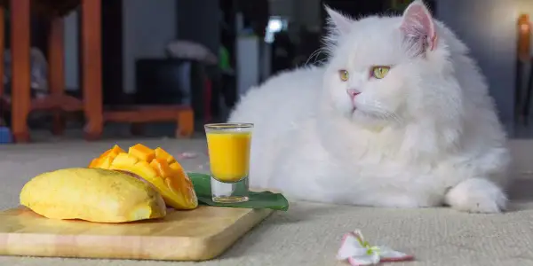 Czy koty mogą jeść mango? Dowiedz się, co musisz wiedzieć!