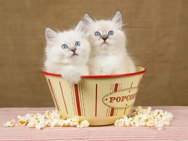 Czy koty mogą jeść popcorn? Dowiedz się, co jest niebezpieczne dla kota